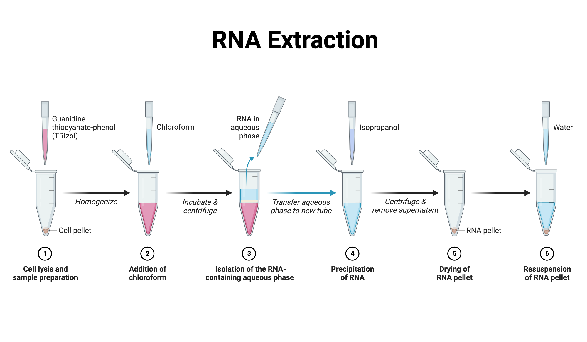 استخراج RNA: راهنمای گام به گام