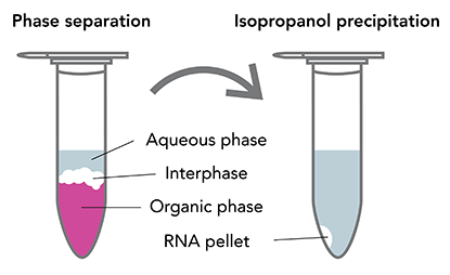 RNA Extraction